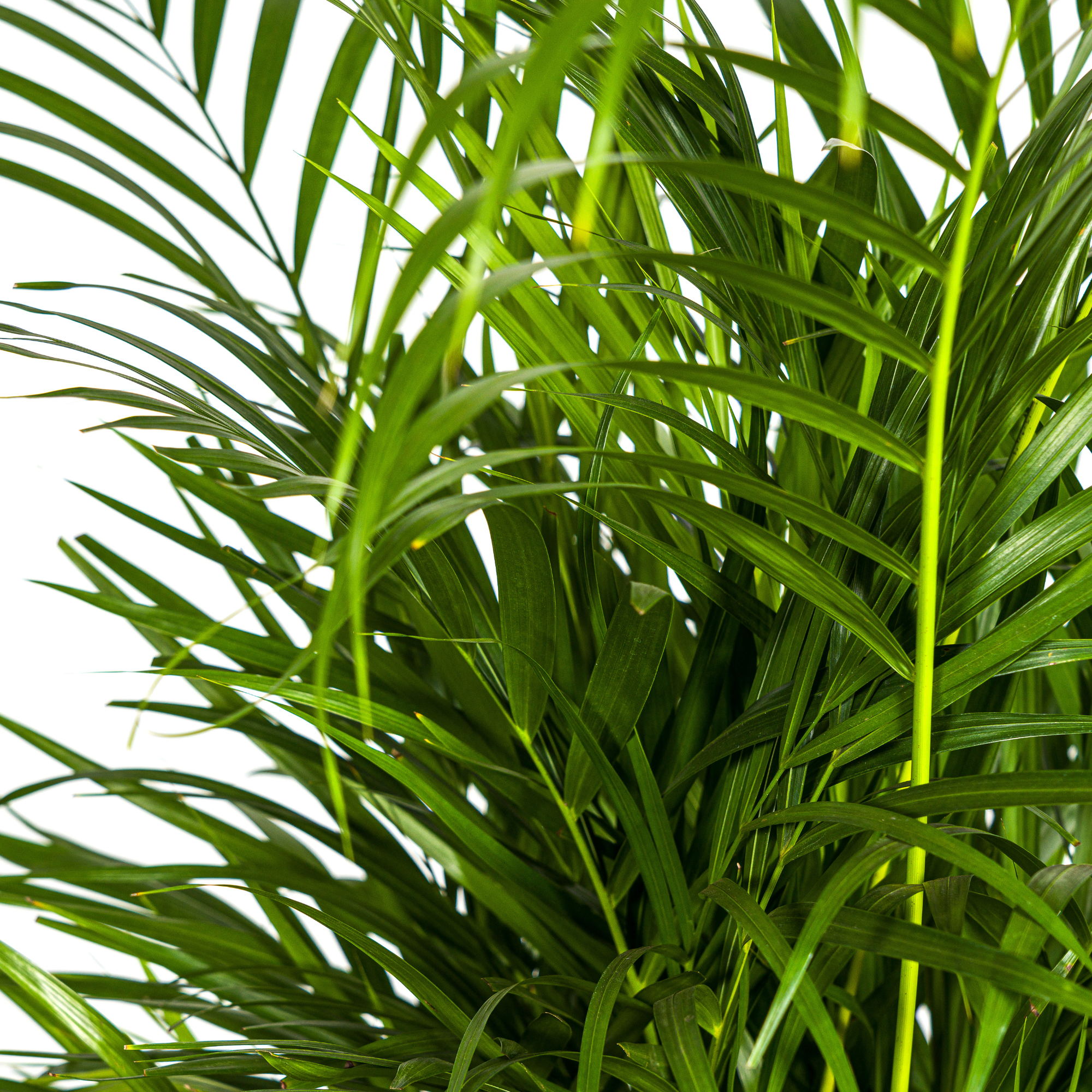 Dypsis Areca Lutescens