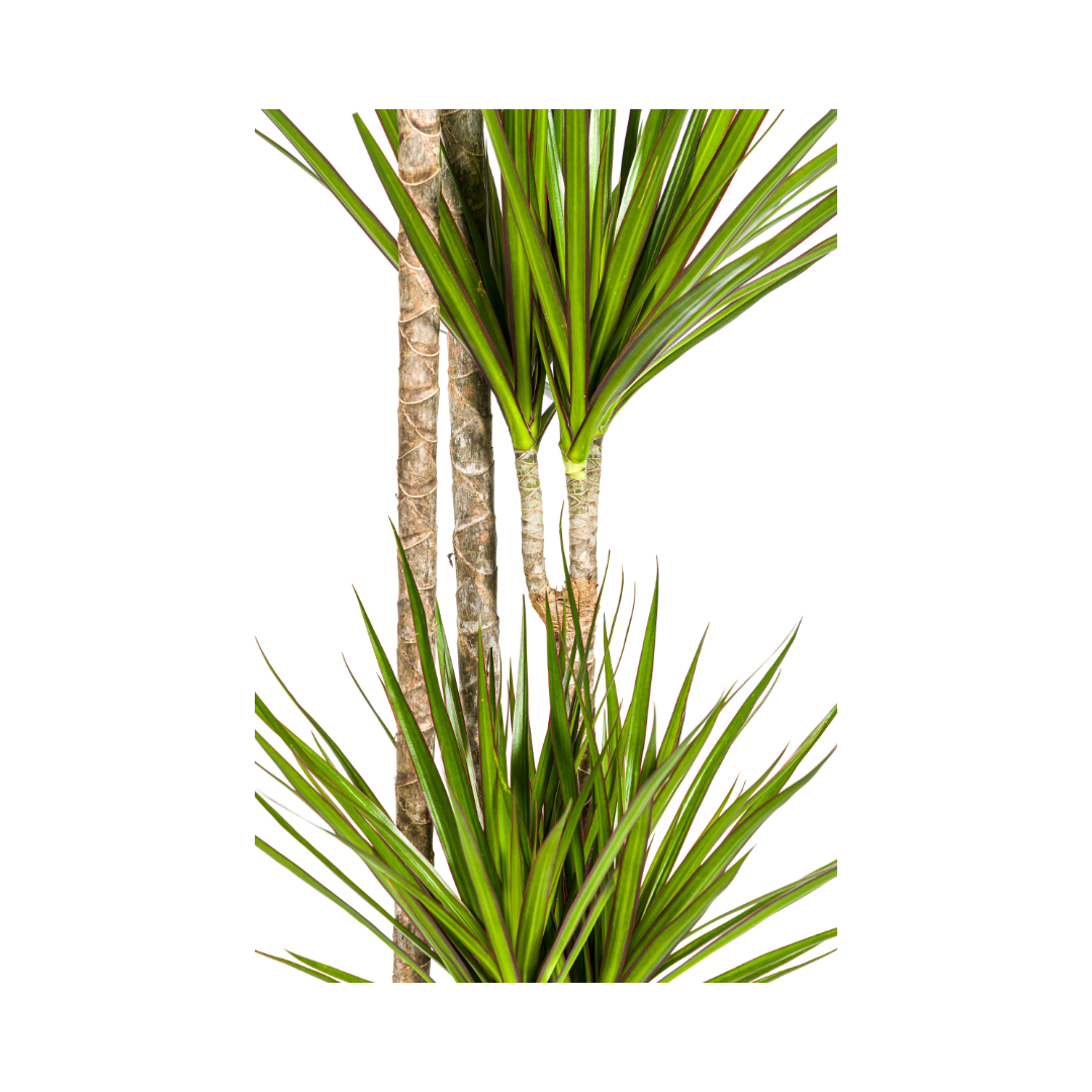 Dracaena Marginata Green