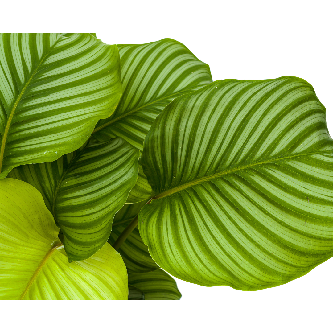 Calathea Orbifolia