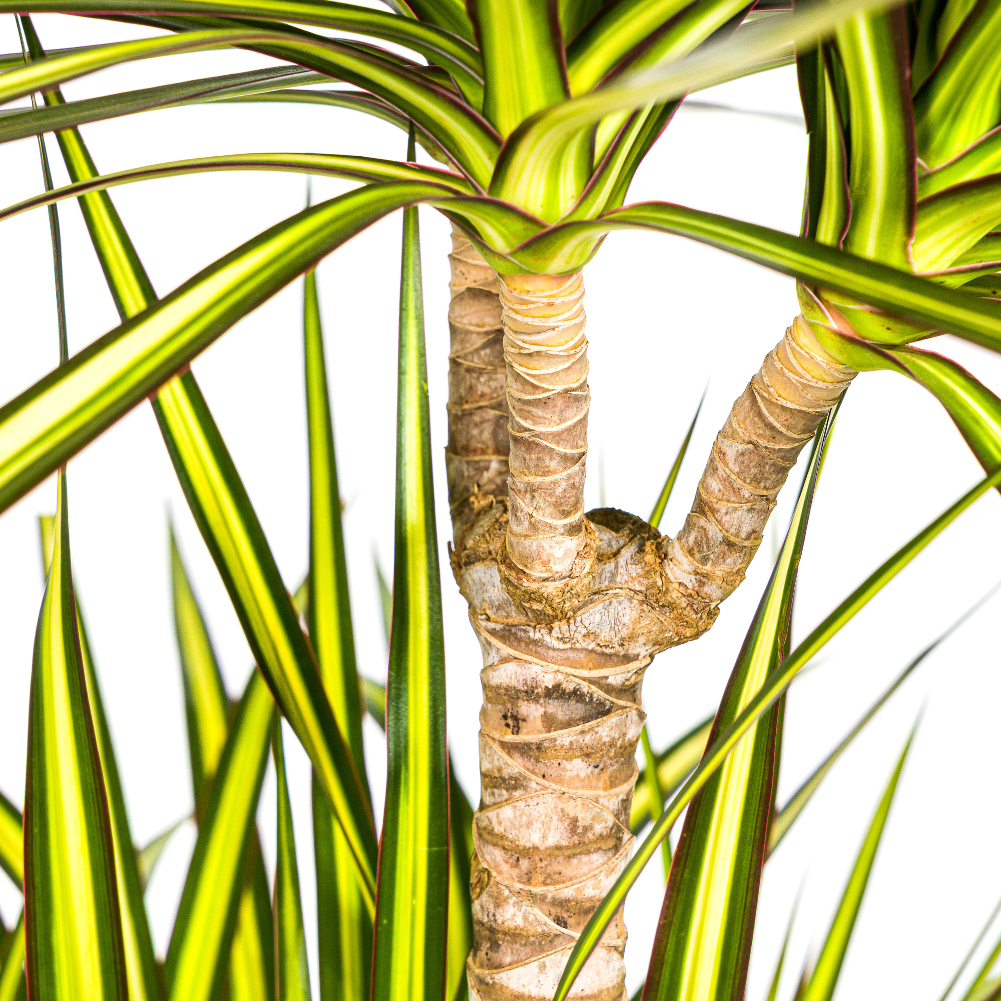 Dracaena Marginata Sunray