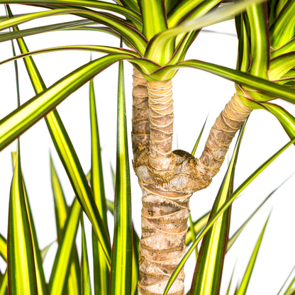 Dracaena Marginata Sunray