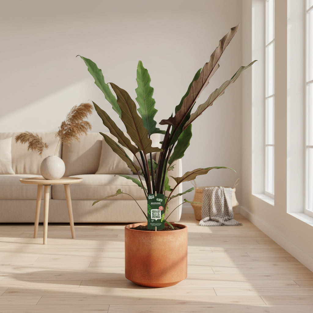 Alocasia Lauterbachiana