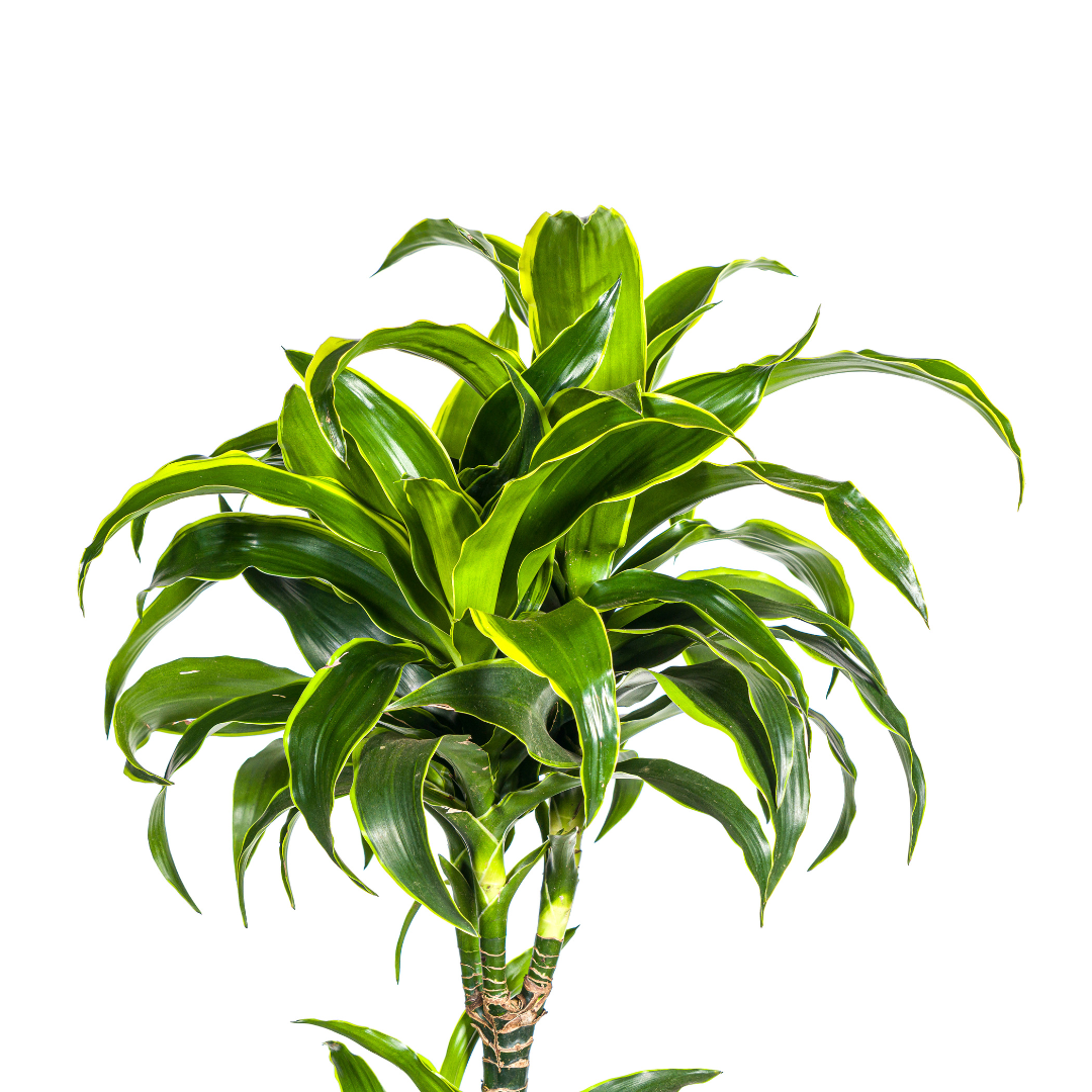 Dracaena Deremensis Dorado